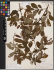 Foto von Salix cinerea subsp. atrocinerea (Brot.) Guinier